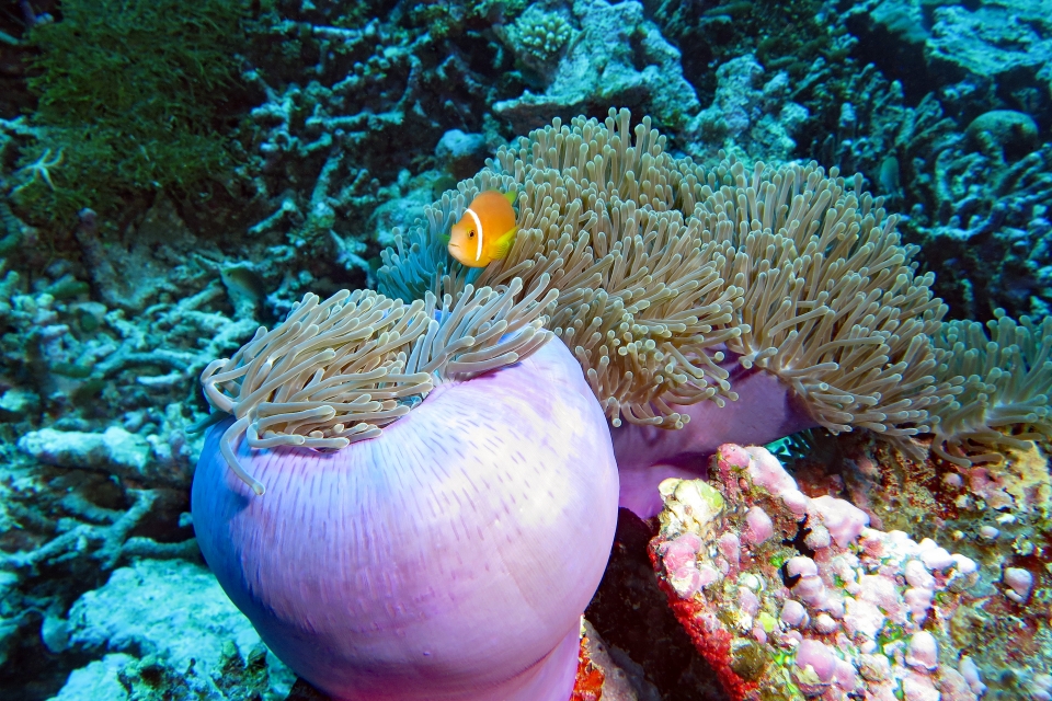 Amphiprion nigripes, Heteractis magnifica