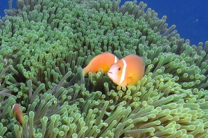 Amphiprion nigripes, Heteractis magnifica