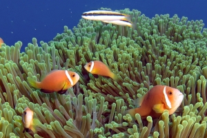 Amphiprion nigripes, Thalassoma amblycephalum, Heteractis magnifica