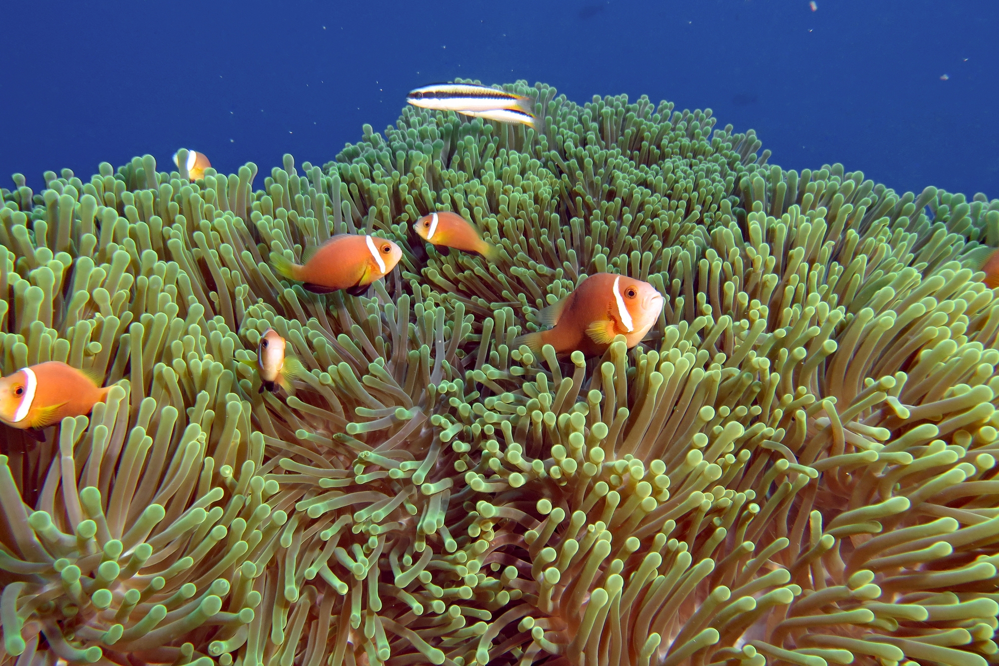 Amphiprion nigripes, Thalassoma amblycephalum, Heteractis magnifica