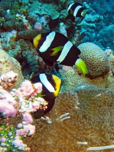 Amphiprion clarkii, Stichodactyla mertensii