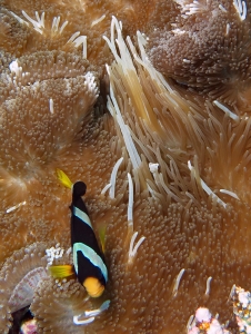 Amphiprion clarkii, Stichodactyla mertensii