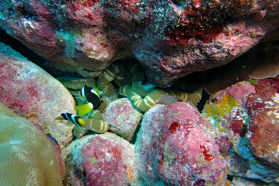 Amphiprion clarkii, Cryptodendrum adhaesivum