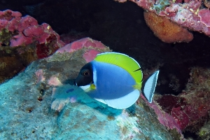 Acanthurus leucosternon