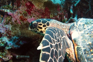 Eretmochelys imbricata