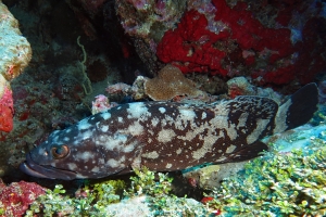 Epinephelus coeruleopunctatus