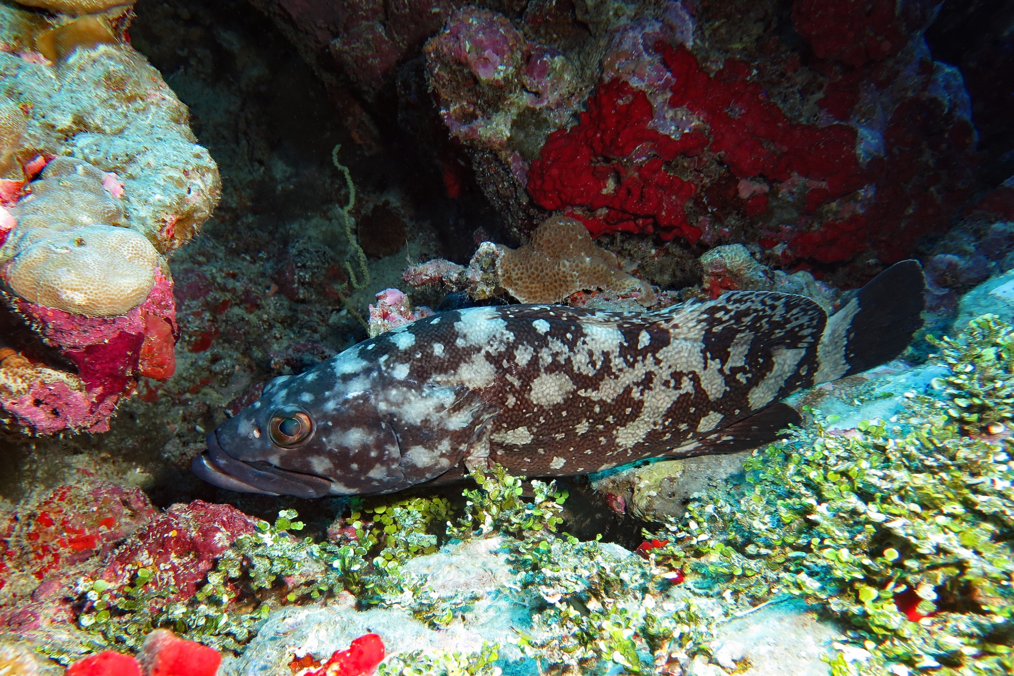 Epinephelus coeruleopunctatus