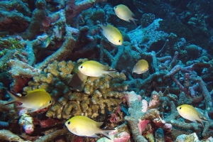 Chromis scotochiloptera