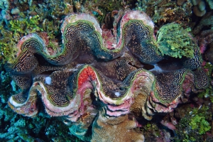 Tridacna squamosa