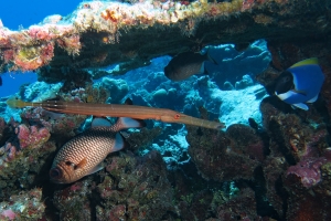 Aulostomus chinensis, Myripristis adusta, Acanthurus leucosternon