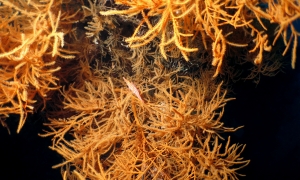 Antipathes lentipinna, Oxycirrhites typus