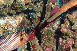 Aulostomus chinensis, Myripristis adusta