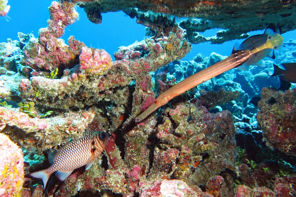 Aulostomus chinensis, Myripristis adusta