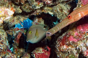 Aulostomus chinensis, Ctenochaetus truncatus