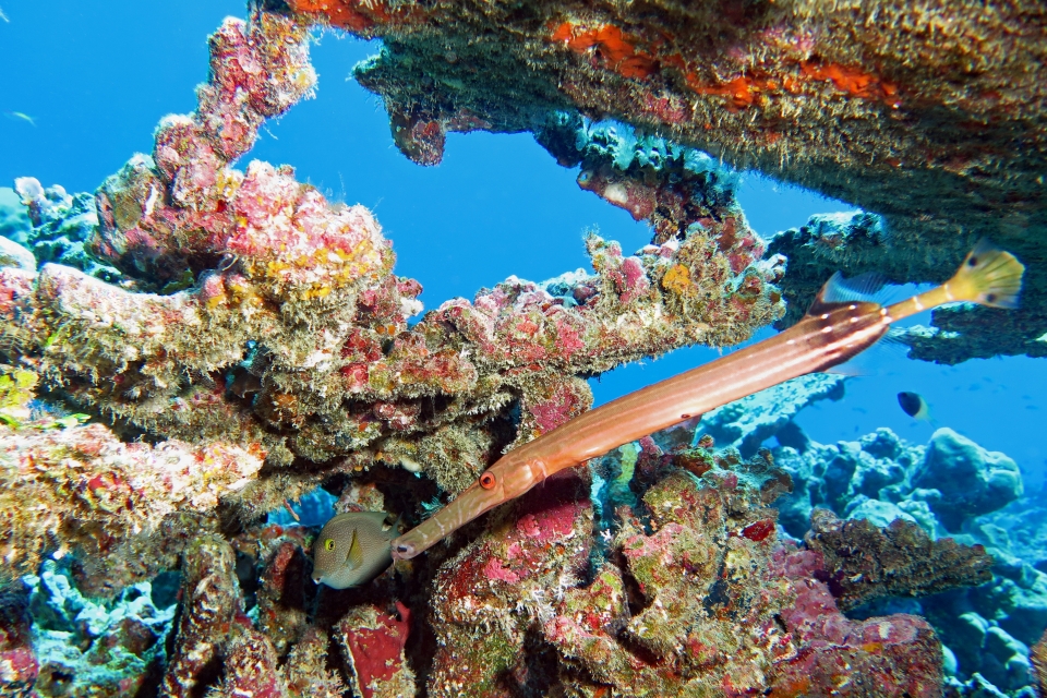 Aulostomus chinensis, Ctenochaetus truncatus