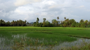 Rizières en bordure de route, des cultures eu vert tendre. Superbe !