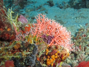 Stylaster sanguineus