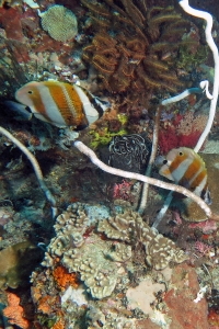 Coradion chrysozonus