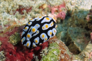 Phyllidia picta