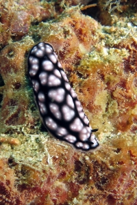 Phyllidiella pustulosa