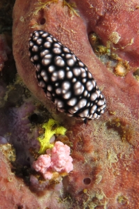 Phyllidiella pustulosa