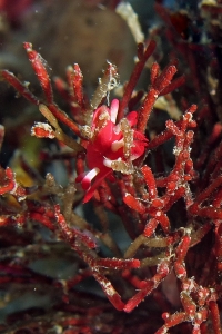 Okenia kondoi, Tropidozoum cellariiforme