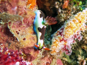 Nembrotha purpureolineata