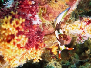 Nembrotha purpureolineata