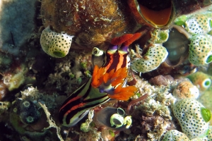 Nembrotha aurea, Polycarpa aurata, Atriolum robustum