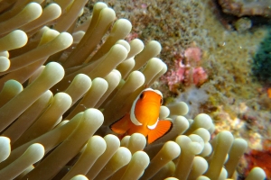 Amphiprion ocellaris, Heteractis magnifica