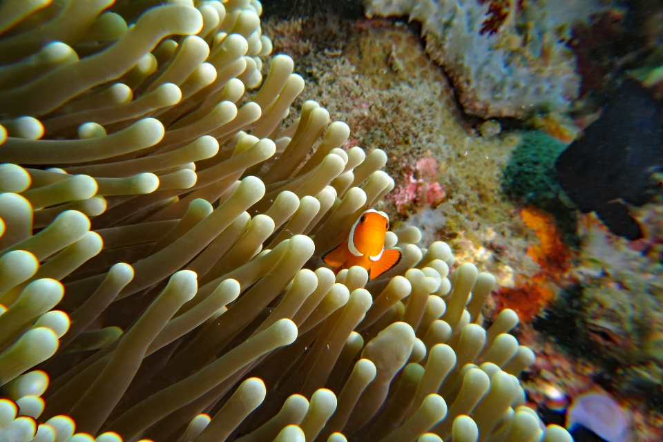 Amphiprion ocellaris, Heteractis magnifica