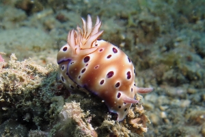 Hypselodoris tryoni