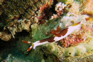 Nembrotha purpureolineata