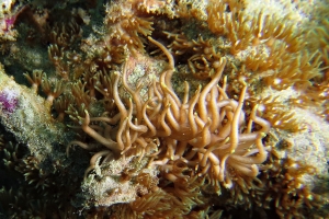 Phyllodesmium briareum, Briareum stechei