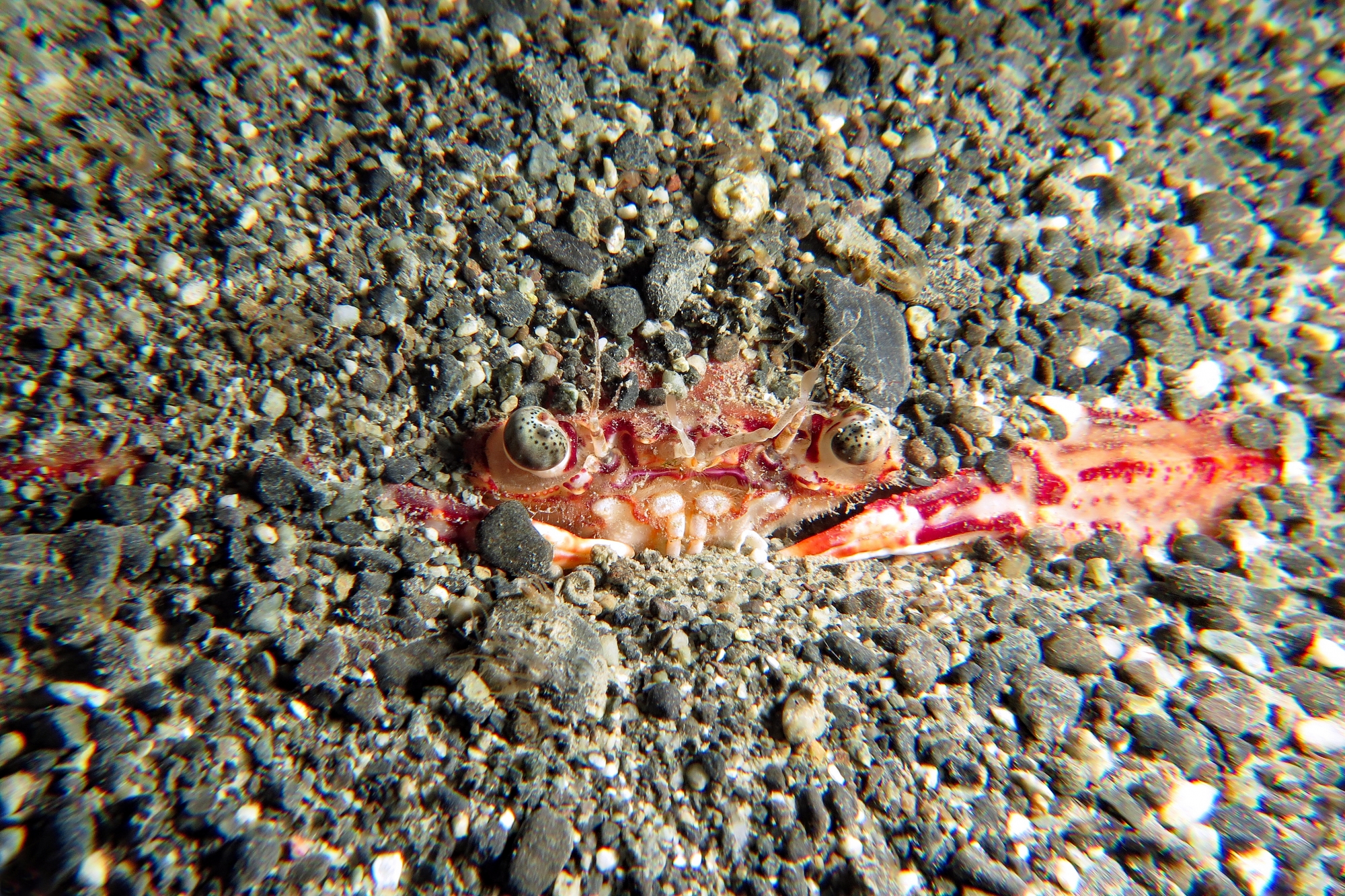 Crabe ensablé