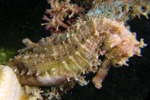 Hippocampus kelloggi