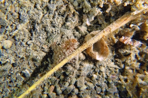 Antennarius hispidus