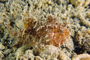 Antennarius hispidus