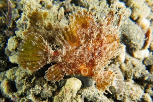 Antennarius hispidus