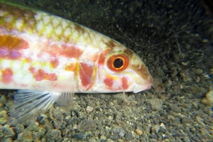 Mulloidichthys flavolineatus