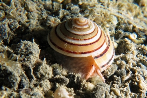 Architectonica modesta