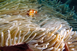 Amphiprion ocellaris, Heteractis magnifica