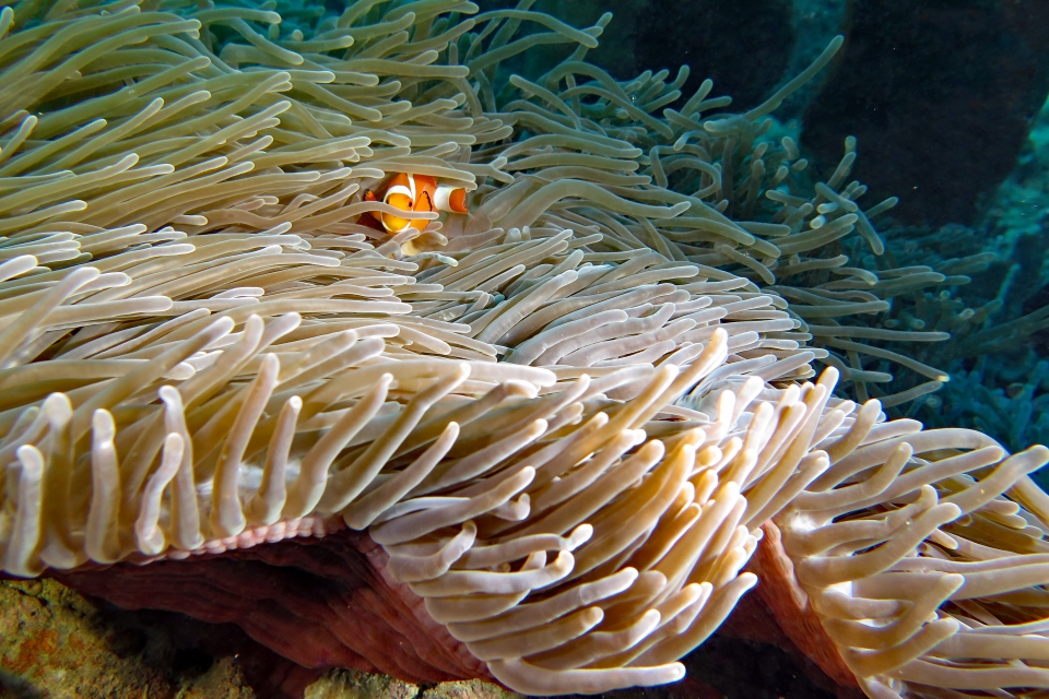 Amphiprion ocellaris, Heteractis magnifica