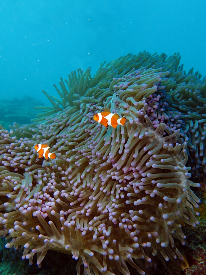 Amphiprion ocellaris, Heteractis magnifica