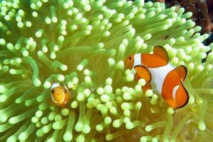 Amphiprion ocellaris, Heteractis magnifica