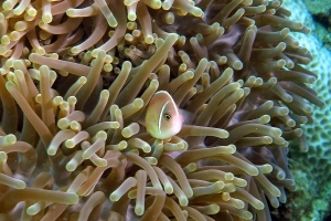 Amphiprion perideraion, Heteractis magnifica