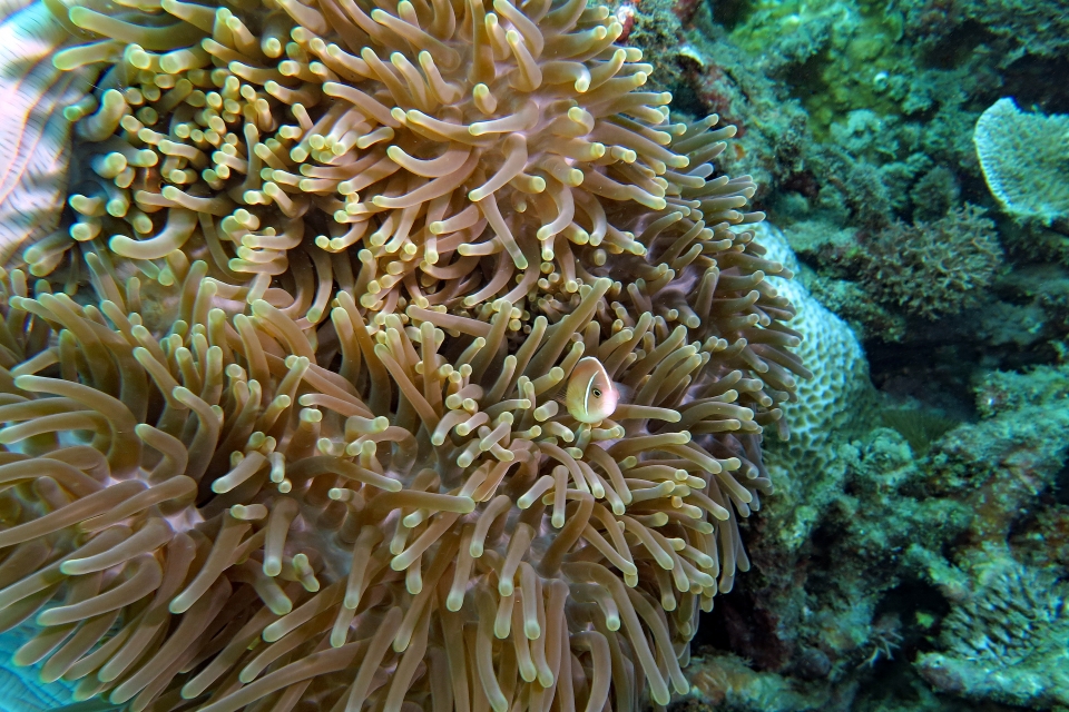 Amphiprion perideraion, Heteractis magnifica