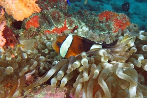 Amphiprion clarkii, Entacmaea quadricolor