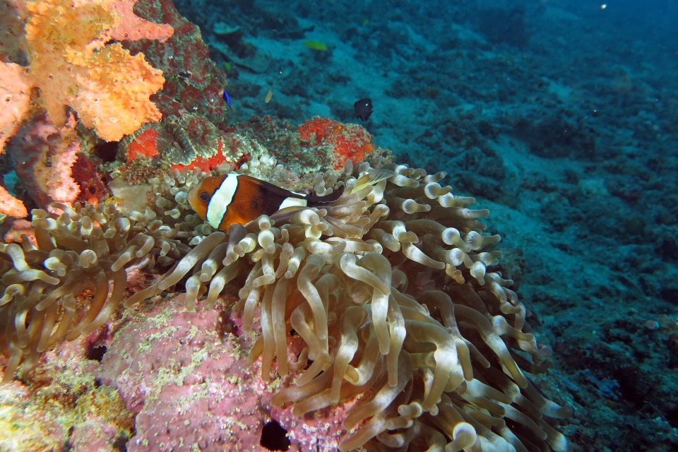 Amphiprion clarkii, Entacmaea quadricolor