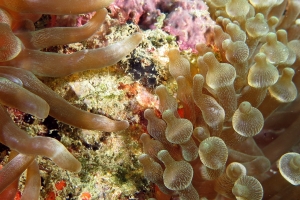 Entacmaea quadricolor